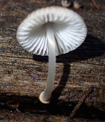 Mycena carmeliana