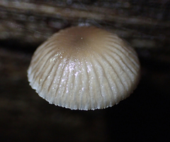 Mycena carmeliana