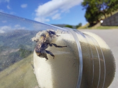 Anthophora aestivalis