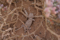 Tarentola chazaliae