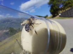 Anthophora aestivalis