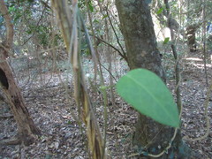 Secamone gerrardii