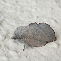 Phyllodesma suberifolia