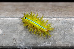 Quasithosea obliquistriga