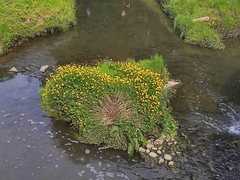 Ranunculus repens