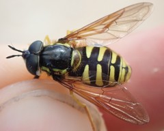 Chrysotoxum cautum