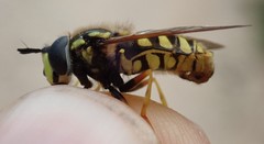 Chrysotoxum cautum