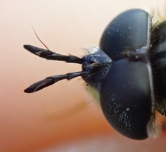 Chrysotoxum cautum