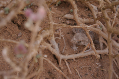 Tarentola chazaliae