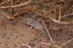 Tarentola chazaliae