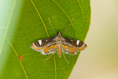 Strepsinoma croesusalis