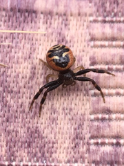 Synema globosum