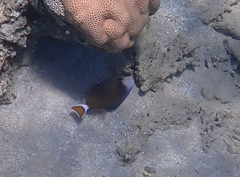 Sufflamen albicaudatum