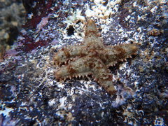 Asteropsis carinifera