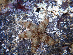 Asteropsis carinifera