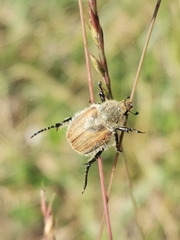 Chaetopteroplia segetum