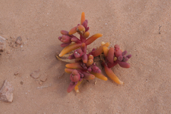 Mesembryanthemum cryptanthum