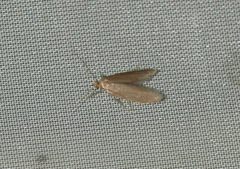 Agnoea subochreella