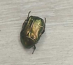 Cetonia aurata