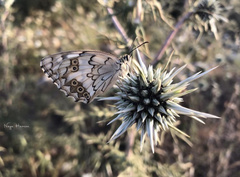 Melanargia