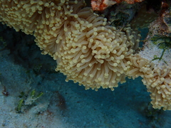 Euphyllia glabrescens