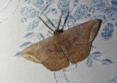 Polycrasta cinereomarginata