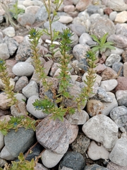 Veronica arvensis