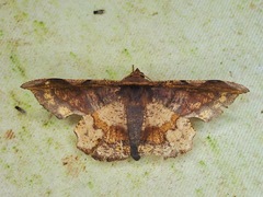 Fascellina albicordis