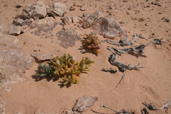 Mesembryanthemum cryptanthum