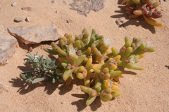 Mesembryanthemum cryptanthum