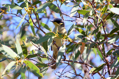 Lichenostomus cratitius