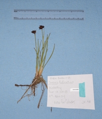 Juncus falcatus