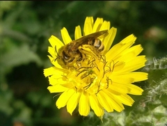 Halictus scabiosae