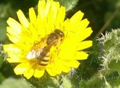 Halictus scabiosae