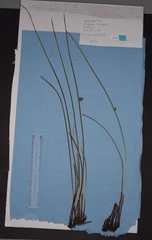 Juncus arcticus