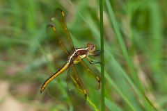 Libellula flavida