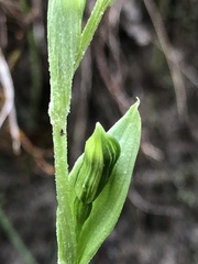 Pterostylis smaragdyna