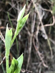 Pterostylis smaragdyna