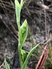 Pterostylis smaragdyna