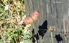 Anastrus sempiternus sempiternus