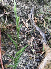 Pterostylis smaragdyna