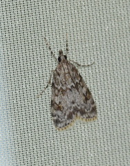 Scoparia basistrigalis