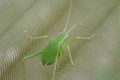 Barbitistes fischeri