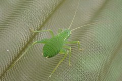 Barbitistes fischeri