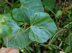 Cape Ivy (Rhoicissus capensis)