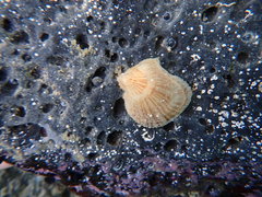 Isognomon perna