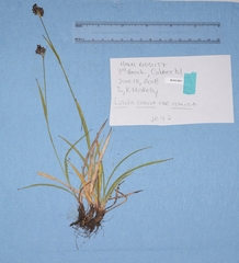 Luzula comosa comosa