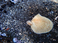Isognomon perna