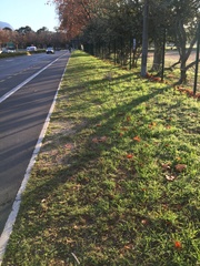 Colchicum eucomoides