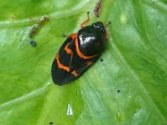Okiscarta uchidae